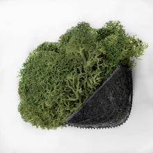 Laden Sie das Bild in den Galerie-Viewer, Nordgröna® Moos-Edge Pixel im 12er Set | Moss
