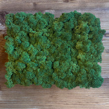 Laden Sie das Bild in den Galerie-Viewer, Nordgröna® Moos-Pixel im 12er Set | Moss
