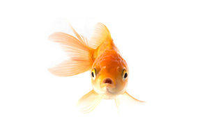 Akustikbild «Goldener Koi-Fisch» 90 x 60cm | verschiedene Grössen