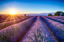 Laden Sie das Bild in den Galerie-Viewer, Akustikbild «Lavendel in der Provence» 90 x 60cm | verschiedene Grössen
