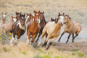 Akustikbild «Pferde in der Herde» 90 x 60cm | verschiedene Grössen