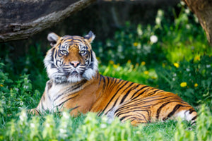 Akustikbild «Tiger» 90 x 60cm | verschiedene Grössen