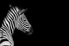 Laden Sie das Bild in den Galerie-Viewer, Akustikbild «Zebra» 90 x 60cm | verschiedene Grössen
