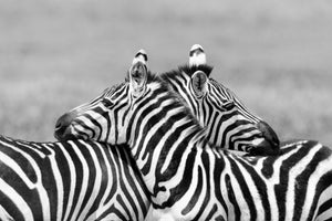 Akustikbild «Zwei Zebras» 90 x 60cm | verschiedene Grössen