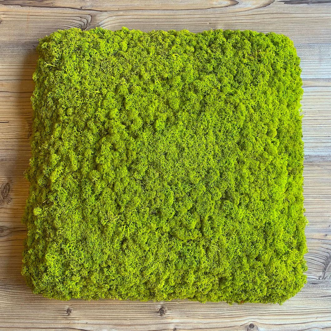 Nordgröna® Moos-Wandpanel Convex Square 45 x 45 cm | Lime