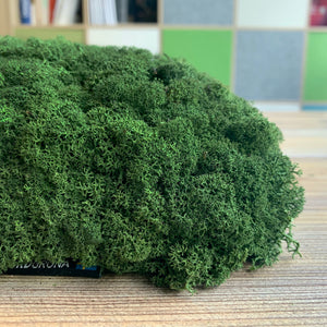 Nordgröna® Moos-Wandpanel Convex Square 45 x 45 cm | Moss