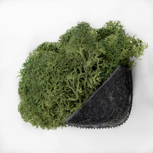 Nordgröna® Moos-Edge Pixel im 12er Set | Moss