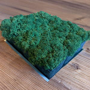 Nordgröna® Moos-Pixel im 12er Set | Moss