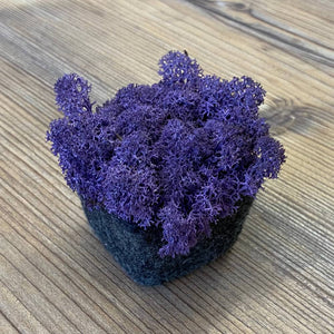 Nordgröna® Moos-Pixel im 12er Set | Purple