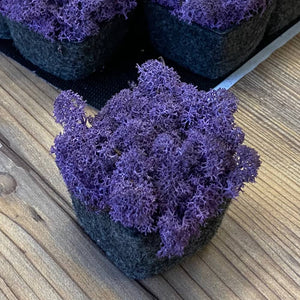 Nordgröna® Moos-Pixel im 12er Set | Purple