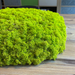 Nordgröna® Moos-Wandpanel Convex Squircle 45 x 45 cm | Lime