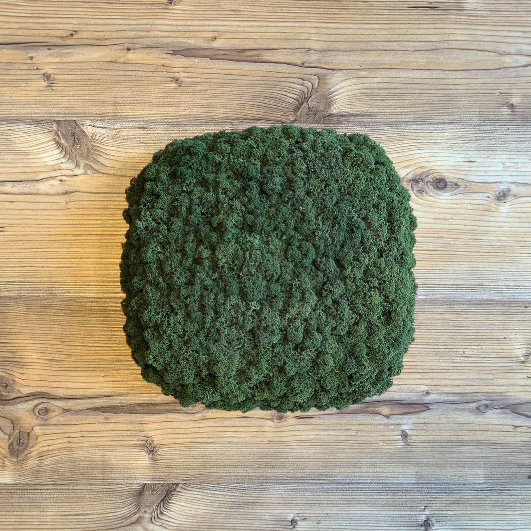 Nordgröna® Moos-Wandpanel Convex Squircle 30 x 30 cm | Moss