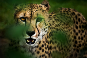 Akustikbild «Gepard» 90 x 60cm | verschiedene Grössen