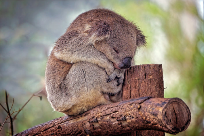 Akustikbild «Koala» 90 x 60cm | verschiedene Grössen