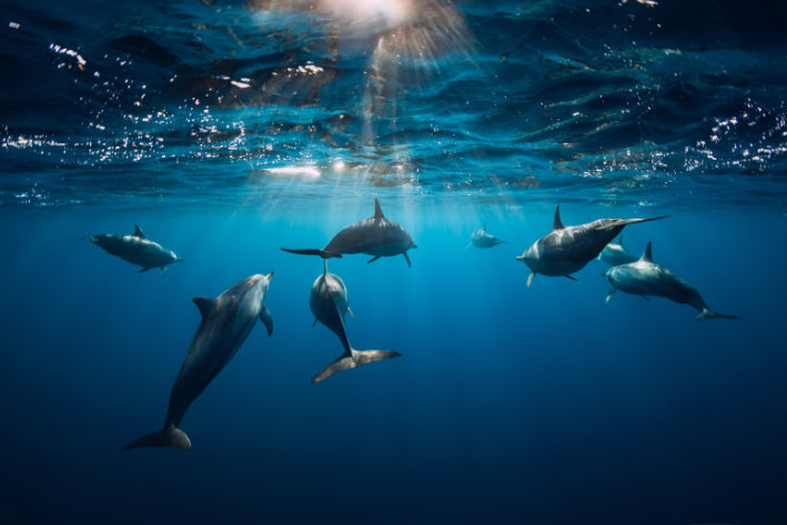 Akustikbild «Delfine» 90 x 60cm | verschiedene Grössen