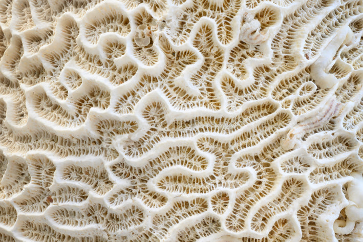 Akustikbild «Koralle» 90 x 60cm | verschiedene Grössen