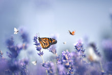 Laden Sie das Bild in den Galerie-Viewer, Akustikbild «Schmetterlinge im Lavendelfeld» 90 x 60cm | verschiedene Grössen
