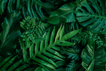 Load image into Gallery viewer, Akustikbild «Monstera - tropische Blätter» 90 x 60cm | verschiedene Grössen
