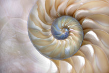 Laden Sie das Bild in den Galerie-Viewer, Akustikbild «Nautilus Muschel» 90 x 60cm | verschiedene Grössen
