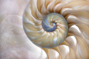 Akustikbild «Nautilus Muschel» 90 x 60cm | verschiedene Grössen