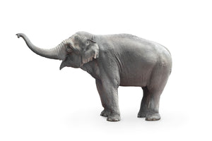 Akustikbild «Elefant» 90 x 60cm | verschiedene Grössen
