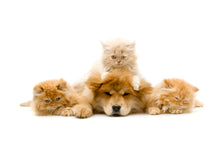 Load image into Gallery viewer, Akustikbild «Vier Freunde - Persische Katzen und Chow-Chow» 90 x 60cm | verschiedene Grössen
