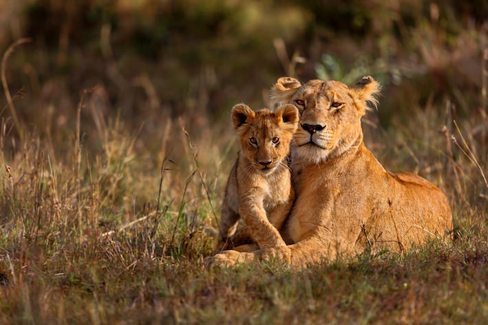 Akustikbild «Löwenmutter mit Jungem» 90 x 60cm | verschiedene Grössen