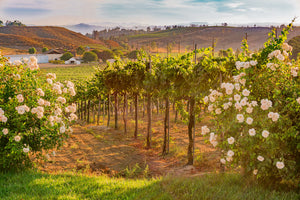 Akustikbild «Kalifornisches Weingut» 90 x 60cm | verschiedene Grössen
