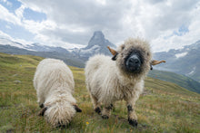Laden Sie das Bild in den Galerie-Viewer, Akustikbild «Schafe am Matterhorn» 90 x 60cm | verschiedene Grössen
