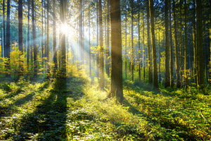 Akustikbild «Sonnenstrahlen im Wald» 90 x 60cm | verschiedene Grössen