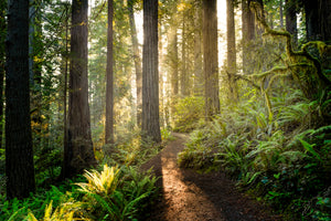 Akustikbild «Redwood Nationalpark - Kalifornien» 90 x 60cm | verschiedene Grössen