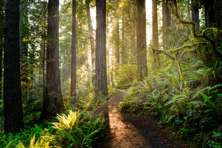 Akustikbild «Redwood Nationalpark - Kalifornien» 90 x 60cm | verschiedene Grössen