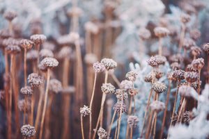 Akustikbild «Verwelkte Blumen im Winter-Sonnenlicht» 90 x 60cm | verschiedene Grössen