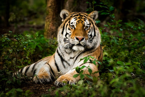 Akustikbild «Tiger» 90 x 60cm | verschiedene Grössen